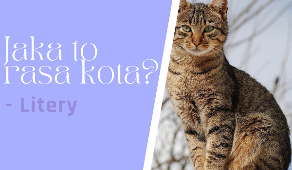 Jaka to rasa kota? – Litery