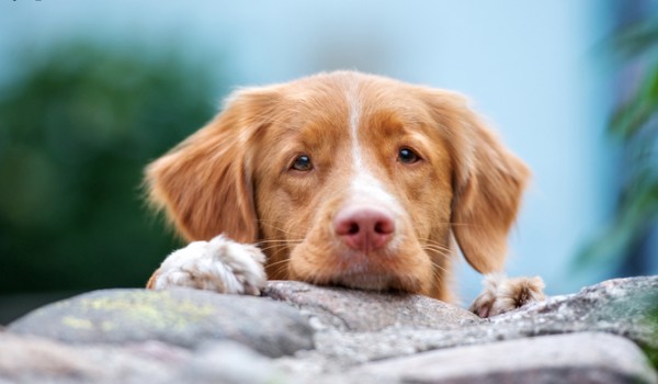 łapą w łapę : rozdział 2