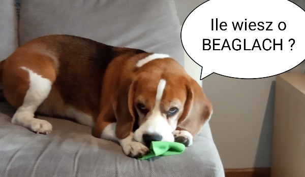 Ile wiesz o Beaglech ?
