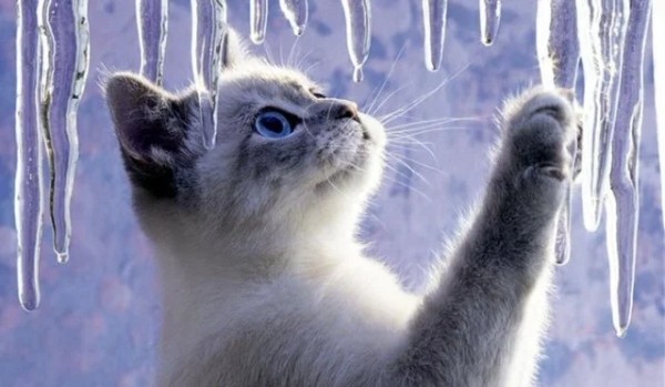 Na ile procent koty cię lubią? 2