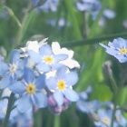 VVariacinka