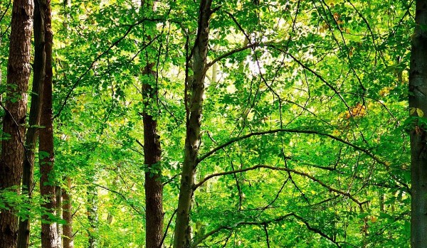 Jakim prezydentem jesteś?