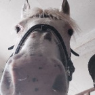 koniara_equ