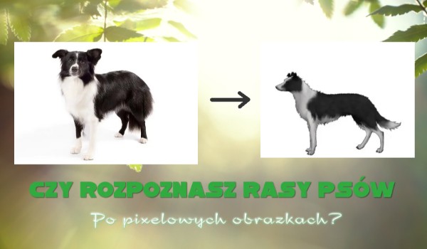 Czy rozpoznasz rasy psów po pixelowych obrazkach?