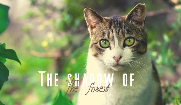 The shadow of the forest|•O2•