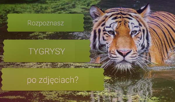 Rozpoznasz gatunki tygrysów tylko po zdjęciu?