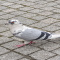 Zuzix_1