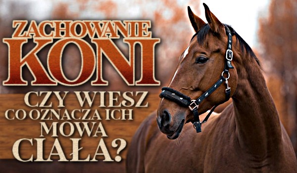 Zachowanie koni – czy wiesz co oznacza ich mowa ciała?