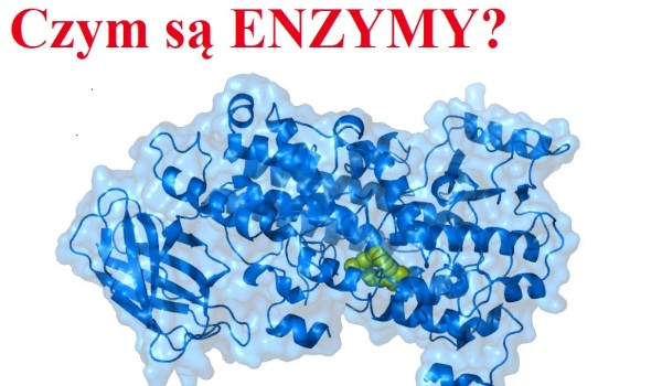 Budowa i działanie enzymów