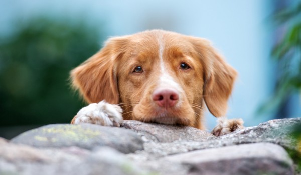 łapą w łapę : rozdział 5