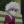 _killua_