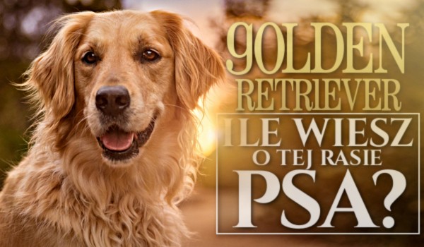 Golden Retriever – Ile wiesz o tej rasie psa? – Test!