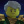 fan_ninjago23