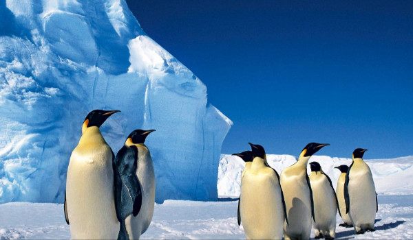 Antarktyda i Arktyka