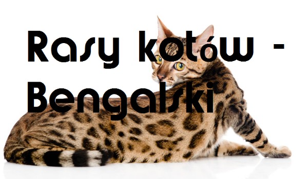 Rasy kotów – Bengalski