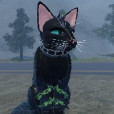 Roxy_Dingo