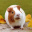 guinea_piggy.pl