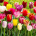 Tulipansummer