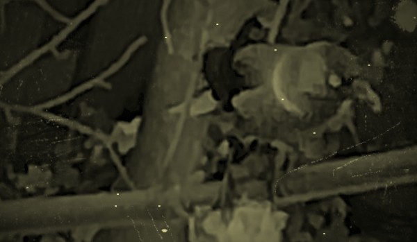 cobra kai kim jesteś