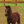 Horse_stars