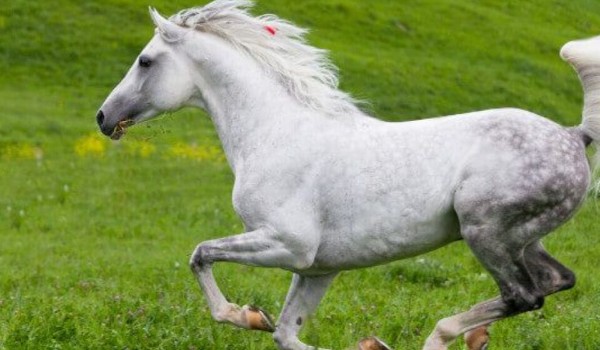 Rasy koni- Zgadywanka cz.3