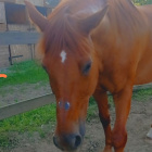 _Red..horse_