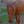 _Red.horse_