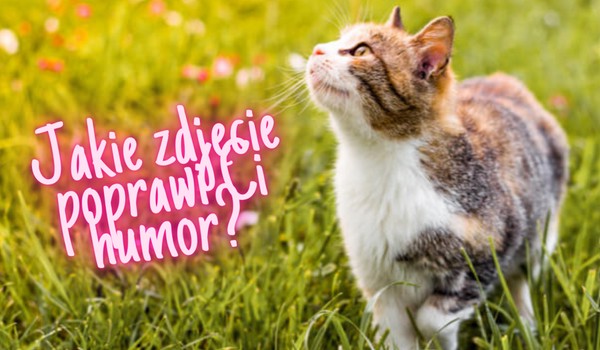 Jakie zdjęcie kota poprawi Ci humor?