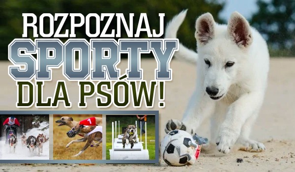 Rozpoznaj sporty dla psów po zdjęciach!