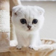 KittyNelvia