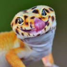 terrarist