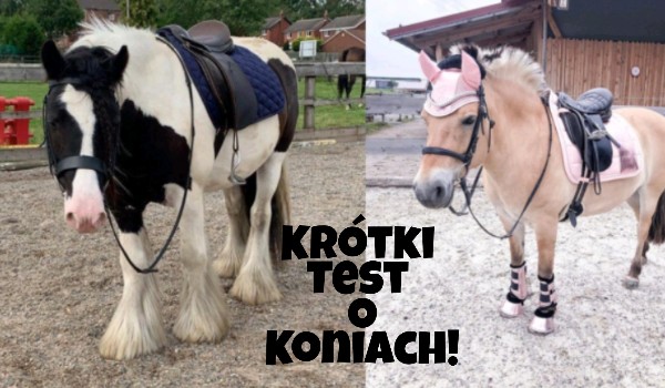 Krótki test o koniach!