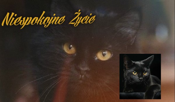 Niespokojne życie #8