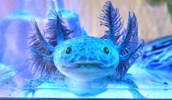 Jakim axolotlem jesteś?