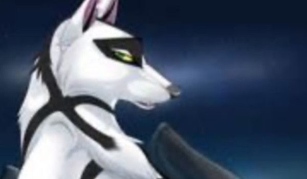 TALKSY z Obrońców Lasu #3.