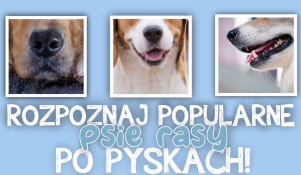 Rozpoznaj popularne psie rasy po pyskach!