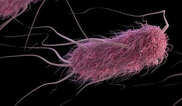 Jaka bakteria wywołuje tę chorobę?