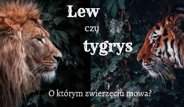 Lew czy tygrys – o którym zwierzęciu mowa?
