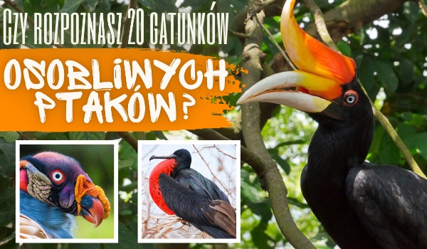 Czy rozpoznasz 20 gatunków osobliwych ptaków z całego świata?