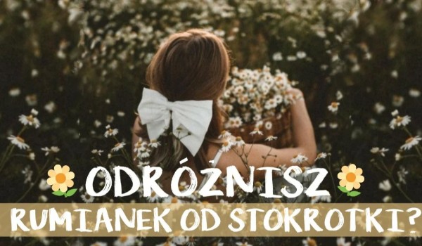 Odróżnisz rumianek od stokrotki?
