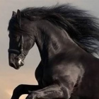 Mystic.horse