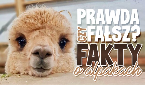 Prawda czy fałsz? Fakty o alpakach!