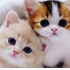 Rose_kitty