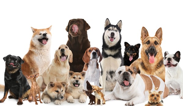 Czy uda ci się rozpoznać te rasy psów ?