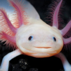 Nicovidus