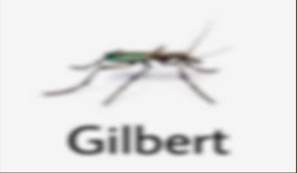 jakim gilbertem jestes