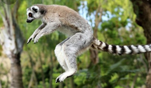 Lemur katta -jak wiele o nich wiesz?