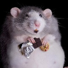 hamsster