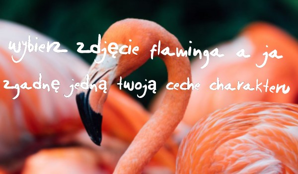 Wybierz zdjęcie flaminga a ja zgadnę twoją jedną cechę charakteru!
