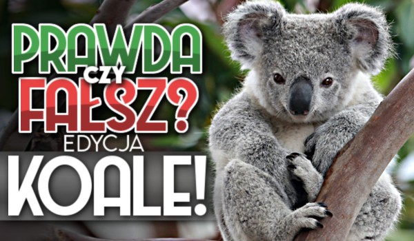 Prawda czy fałsz? Edycja Koale!